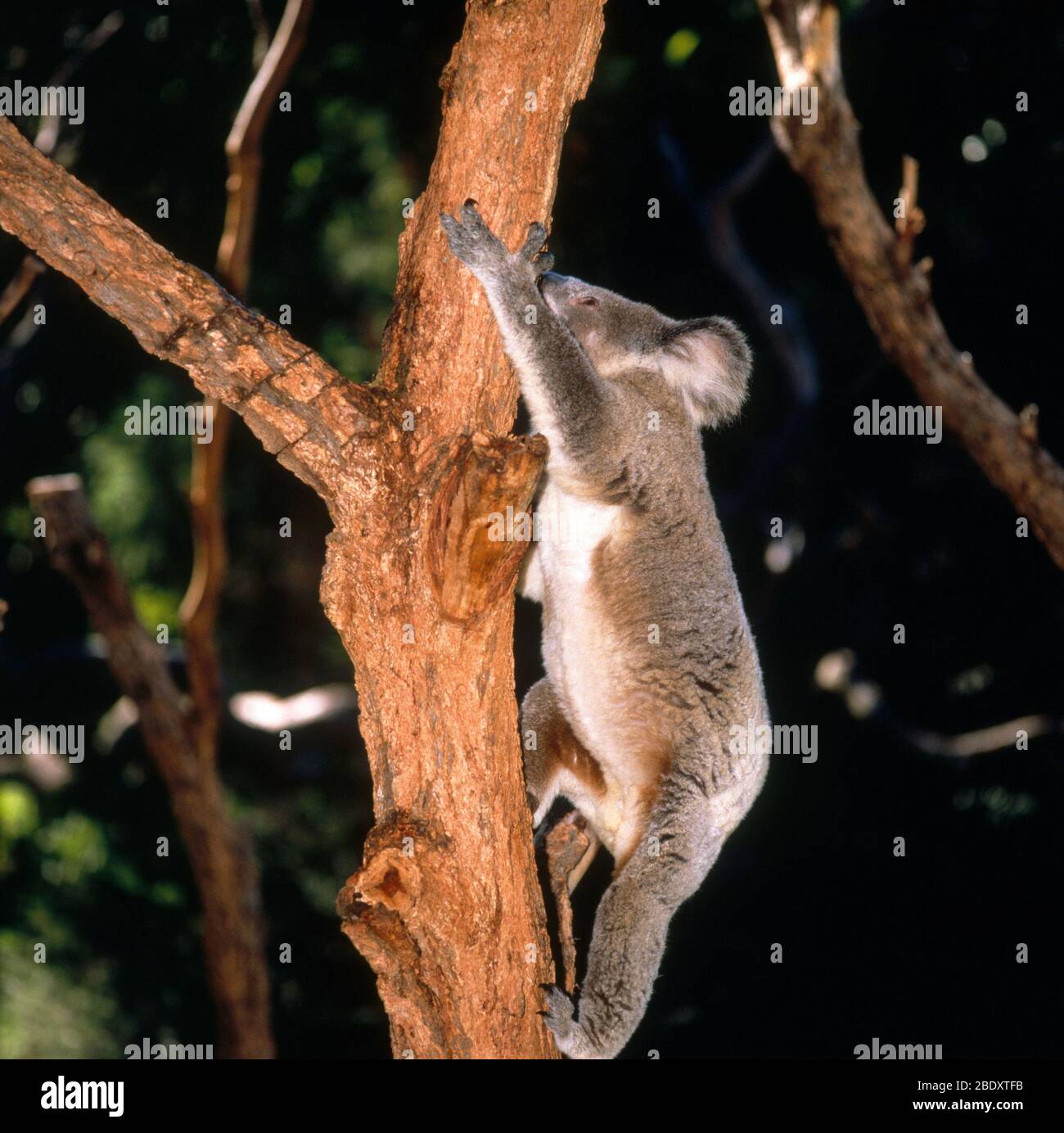 Koala-Klettern-Baum Stockfoto