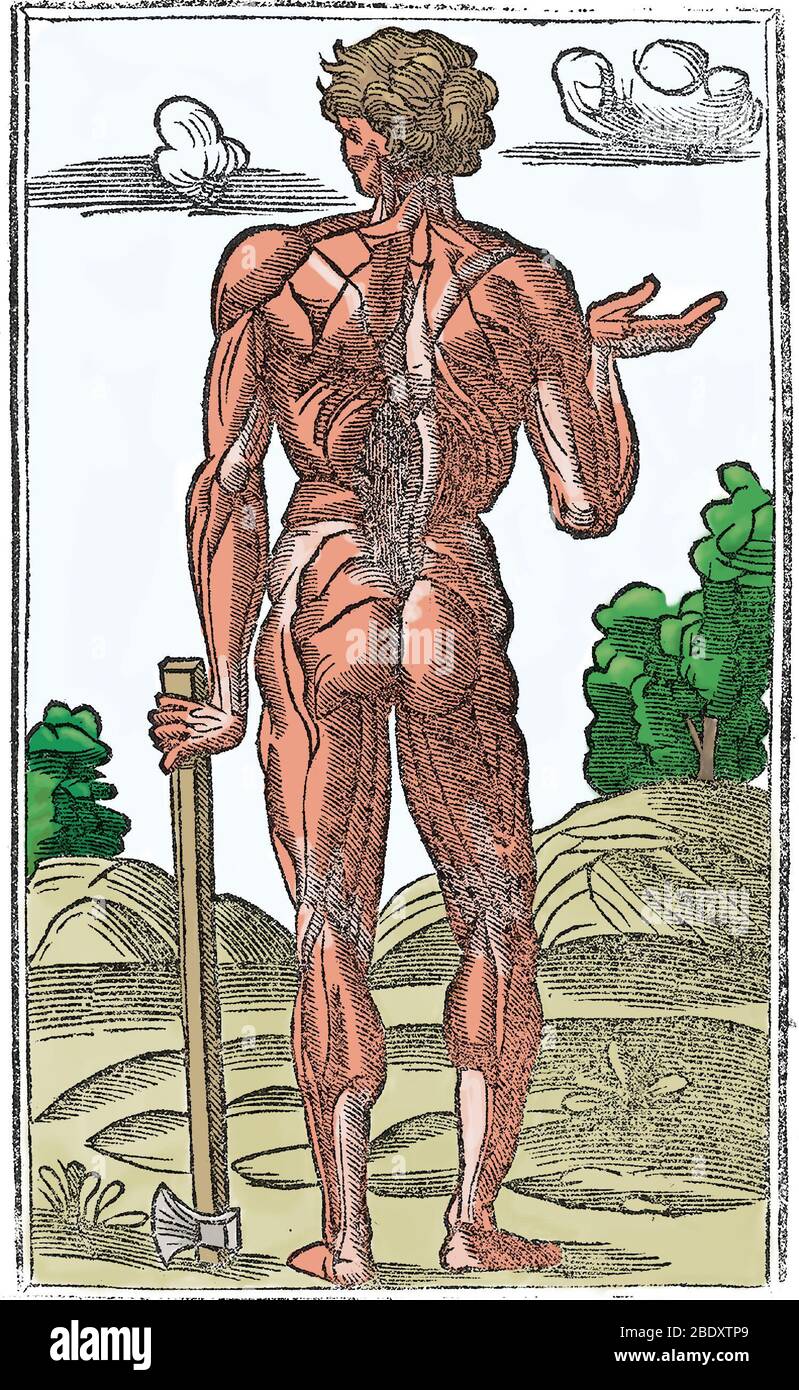 Historische anatomische Abbildung Stockfoto