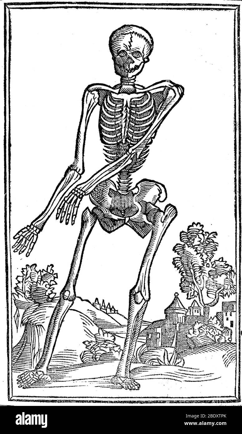 Historische anatomische Abbildung Stockfoto