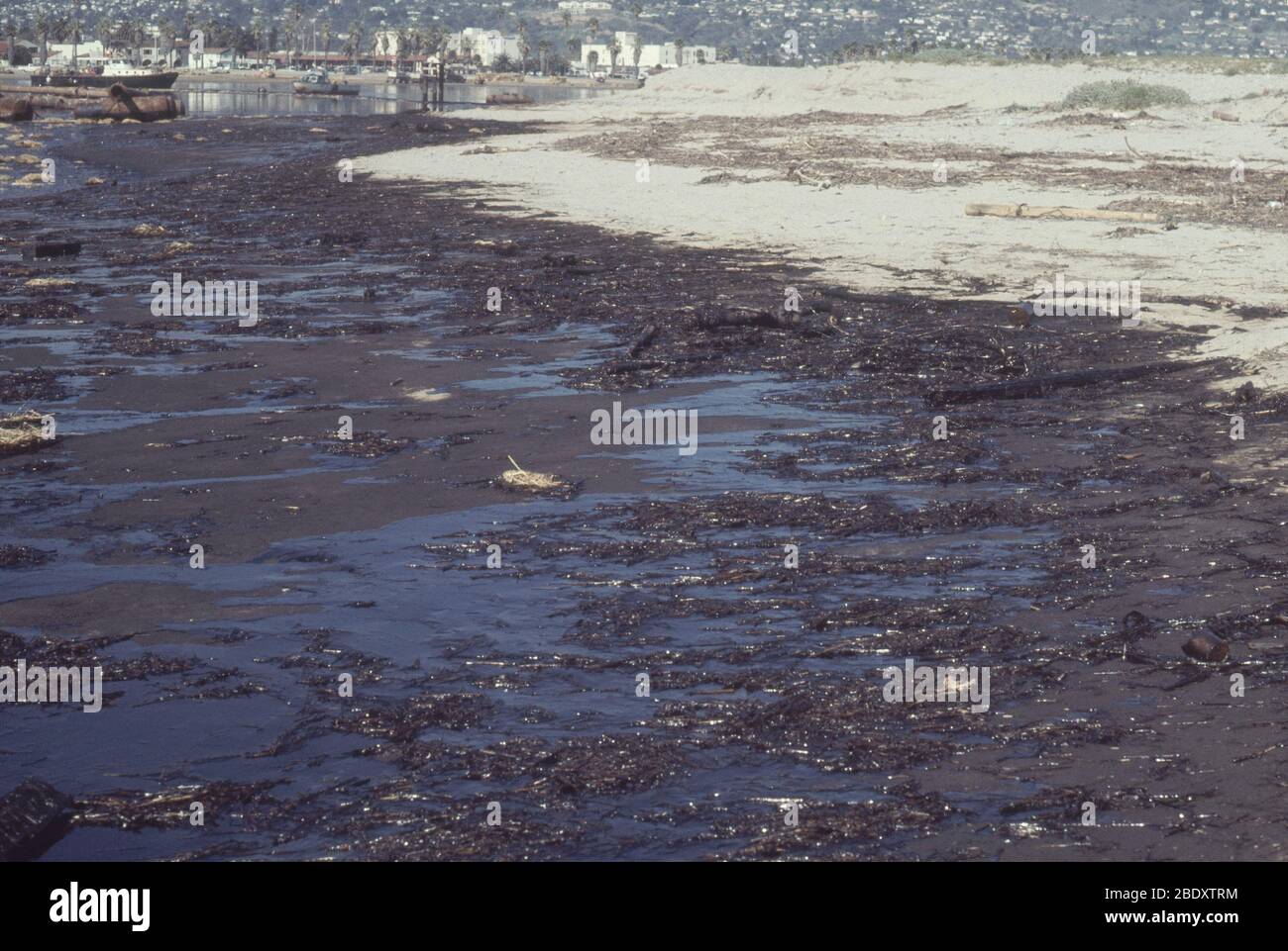 Ölpest in Kalifornien Stockfoto
