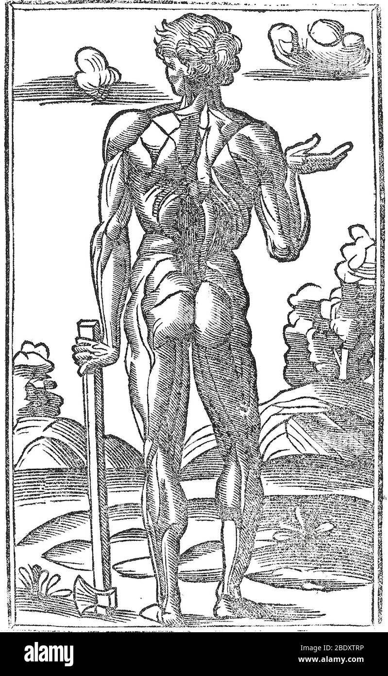 Historische anatomische Abbildung Stockfoto