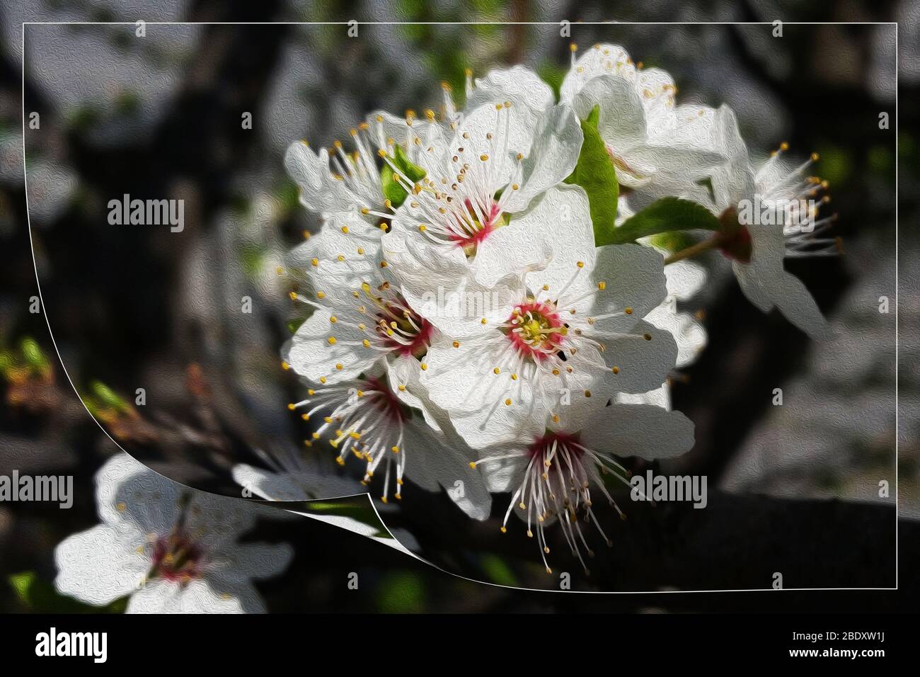 Eine Seite mit weißen Frühlingsblumen in der Sonne Stockfoto