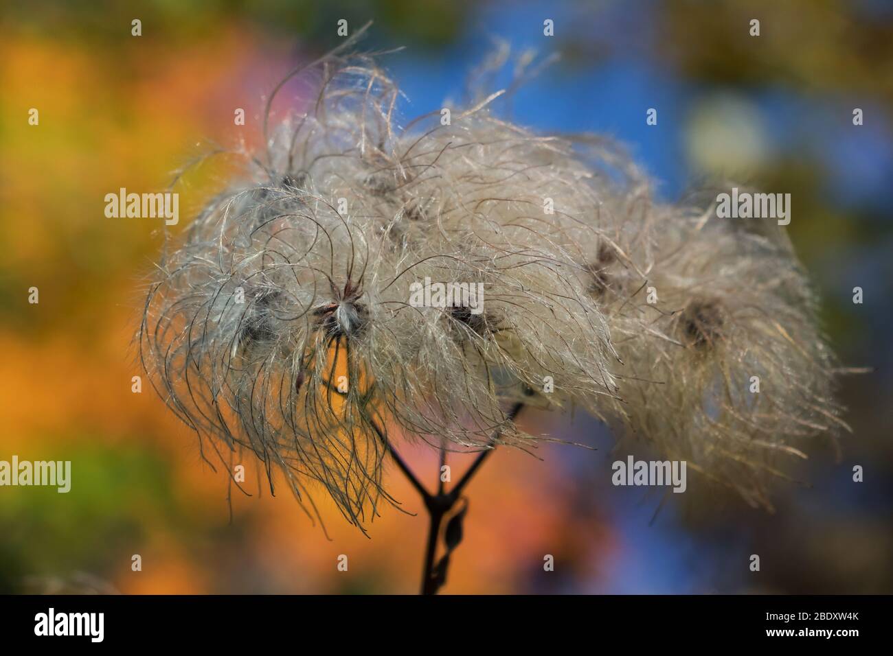 Virginia Clematis haarige Samenschoten mit Herbstfarben Stockfoto