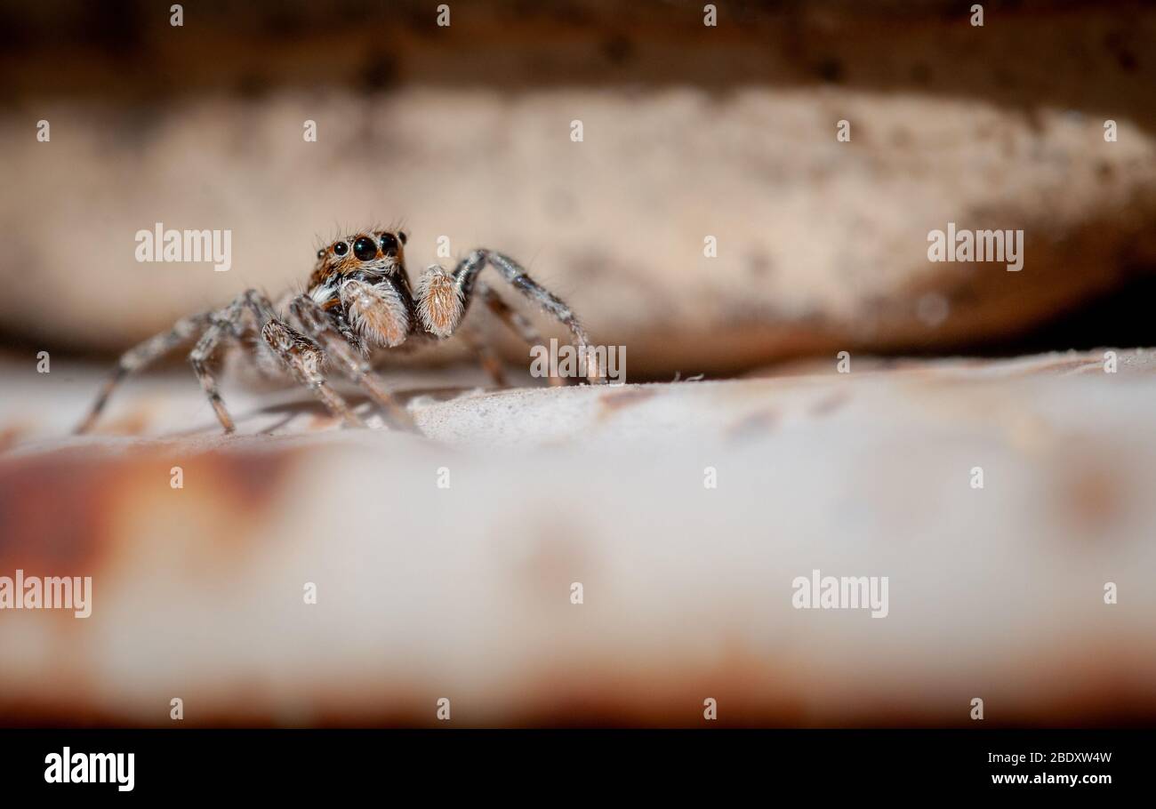 Freundliche spinne Fotos und Bildmaterial in hoher Auflösung Alamy