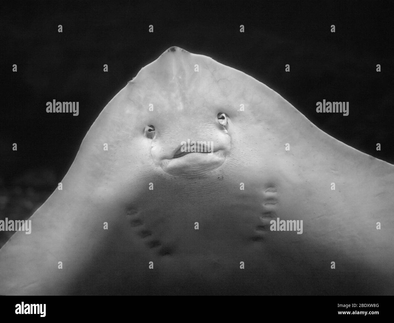 Niedlichen Ray Fisch Lachelnd Gesicht Nahaufnahme Stockfotografie Alamy