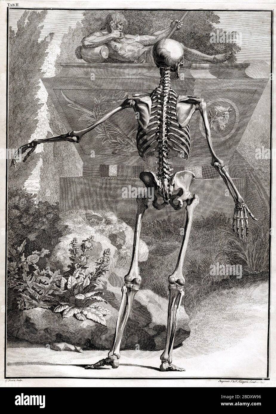 Anatomische Gravur aus dem 18. Jahrhundert Stockfoto