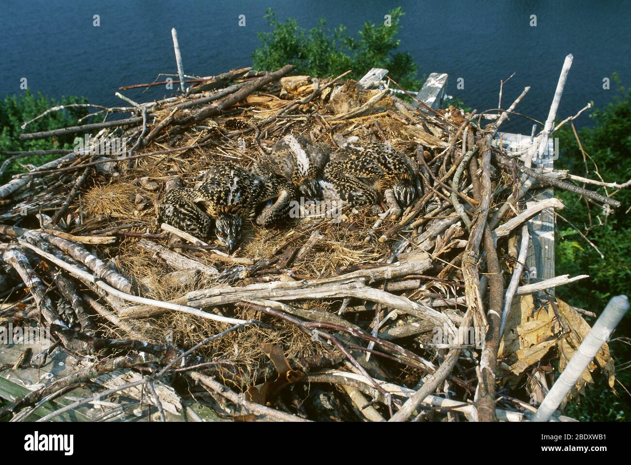 Fischadler Küken im Nest Stockfoto