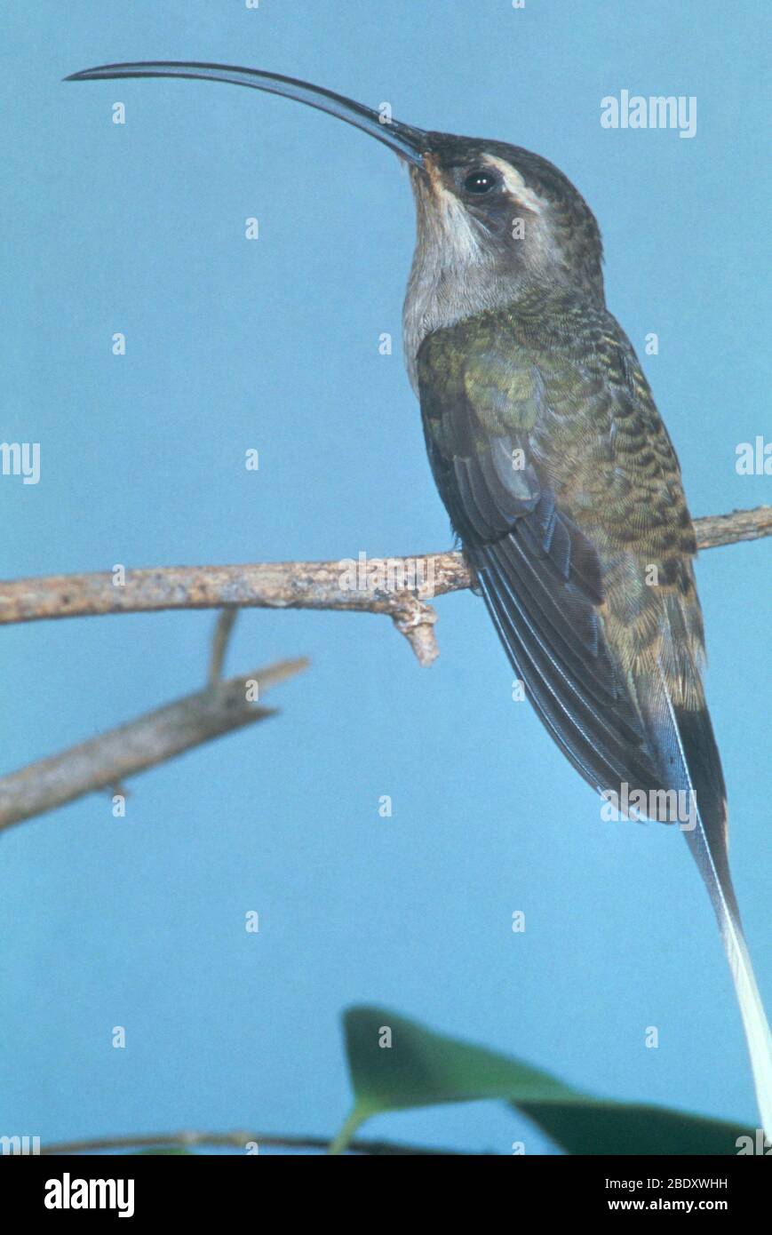 Langschwanz-Einsiedler-Kolibri Stockfoto