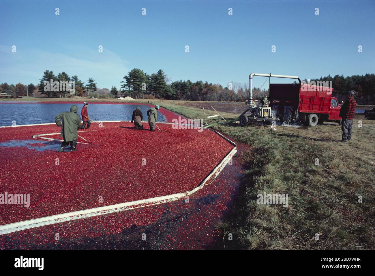 Cranberries ernten Stockfoto