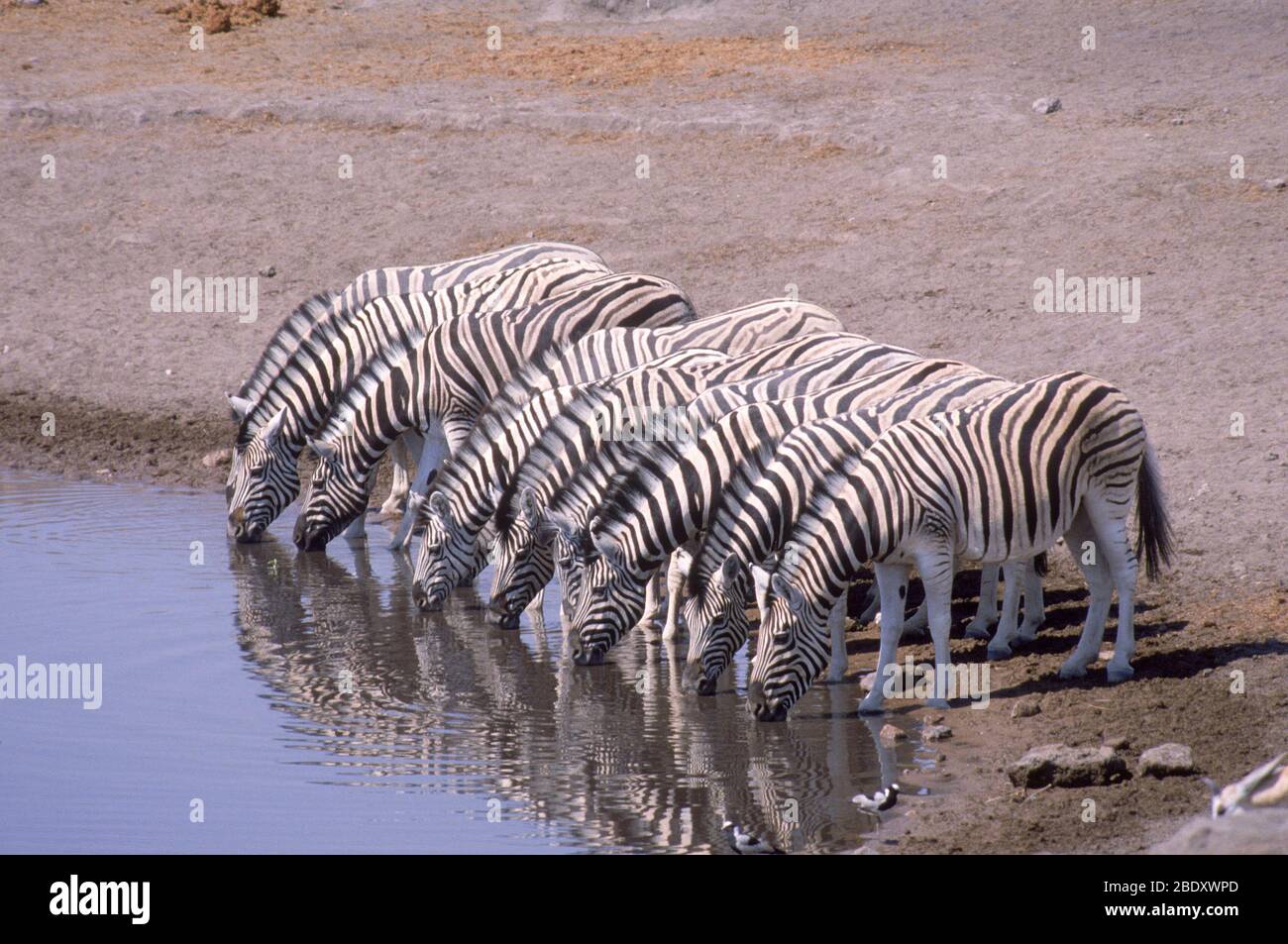 Zebras in Namibia Stockfoto