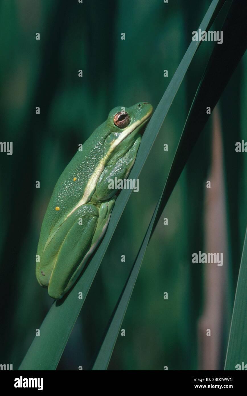 Grüner Baum-Frosch Stockfoto