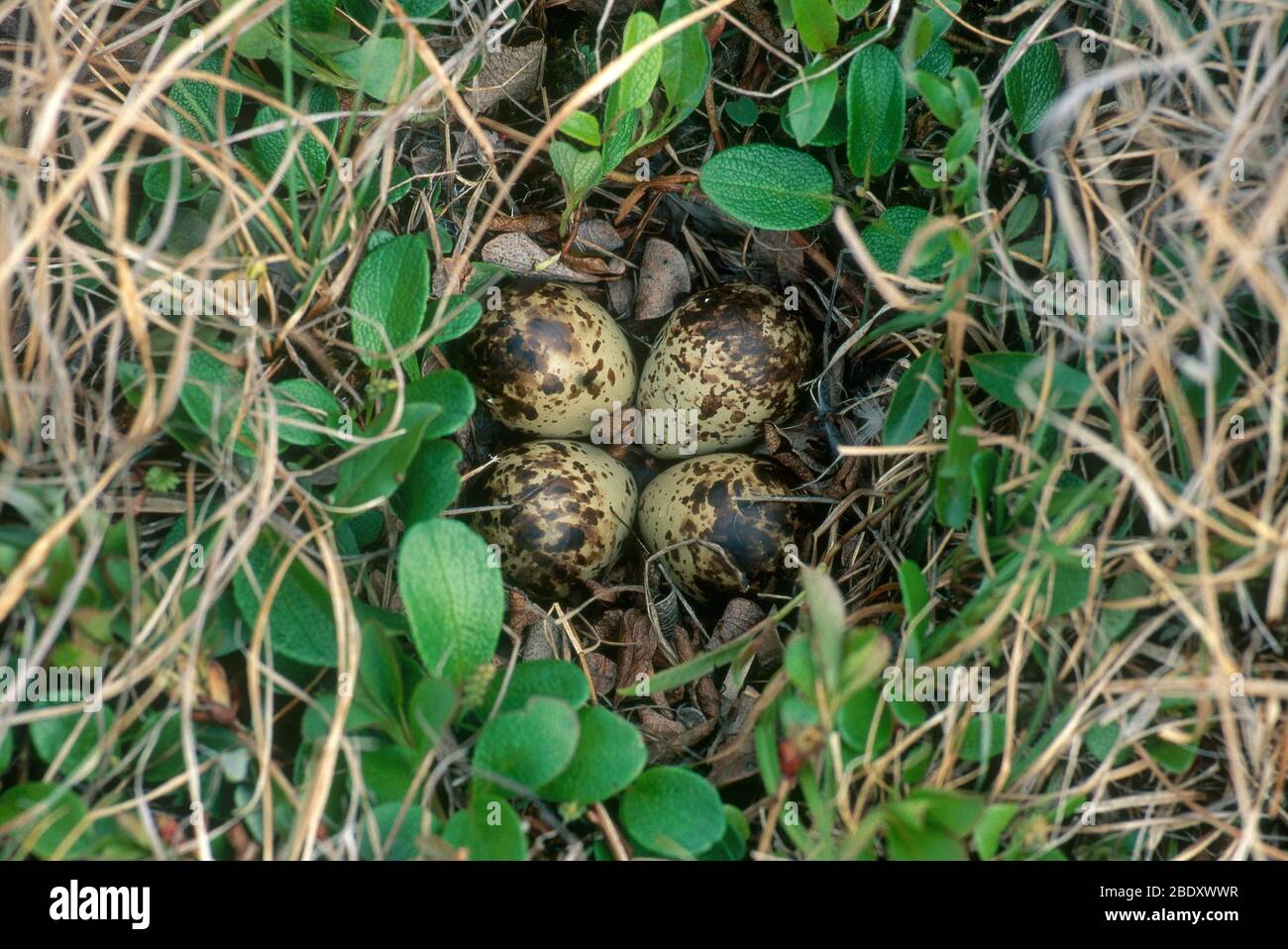 Dunlin Nest und Eier Stockfoto
