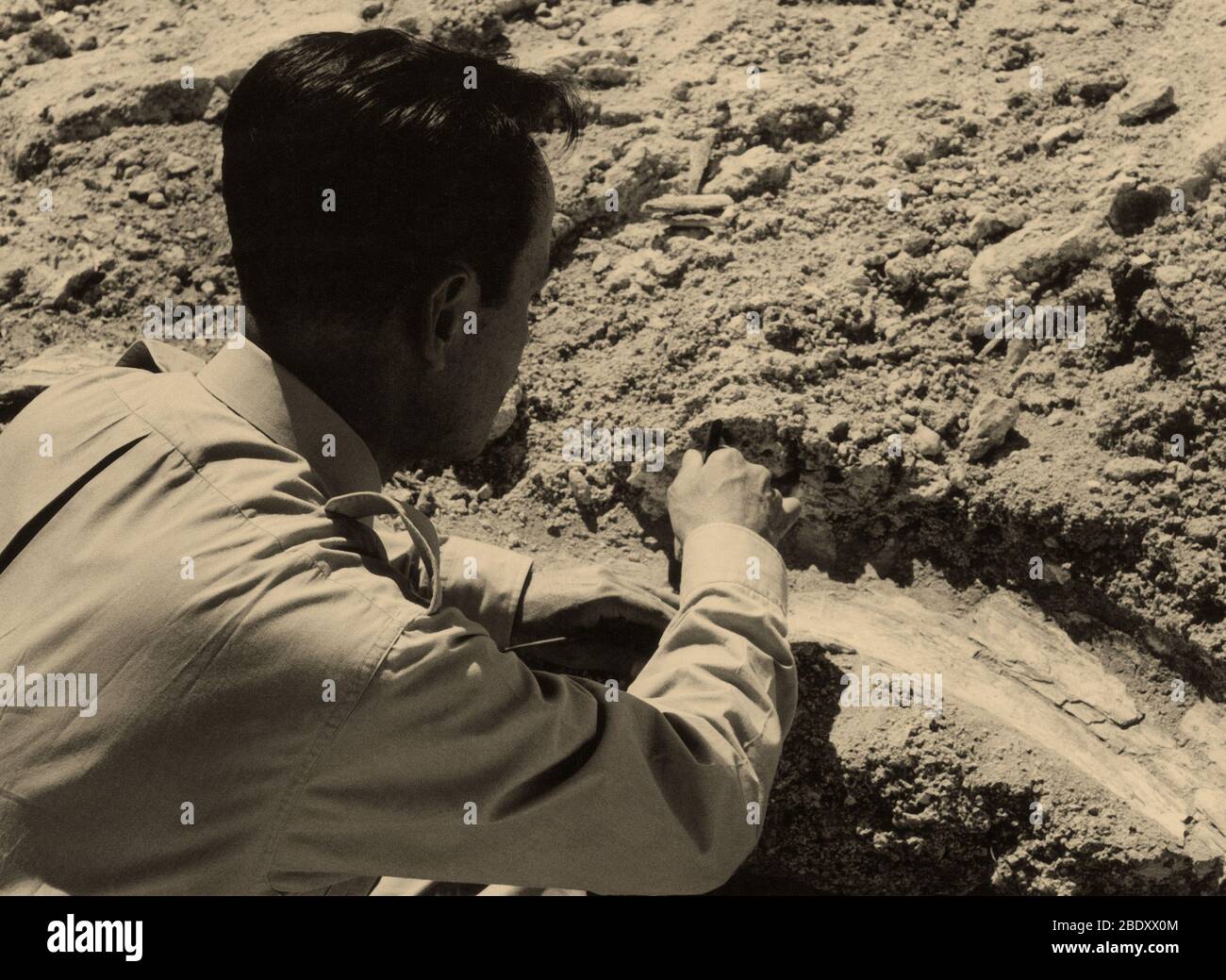 Paläontologe, Der Knochen Aufdeckt Stockfoto