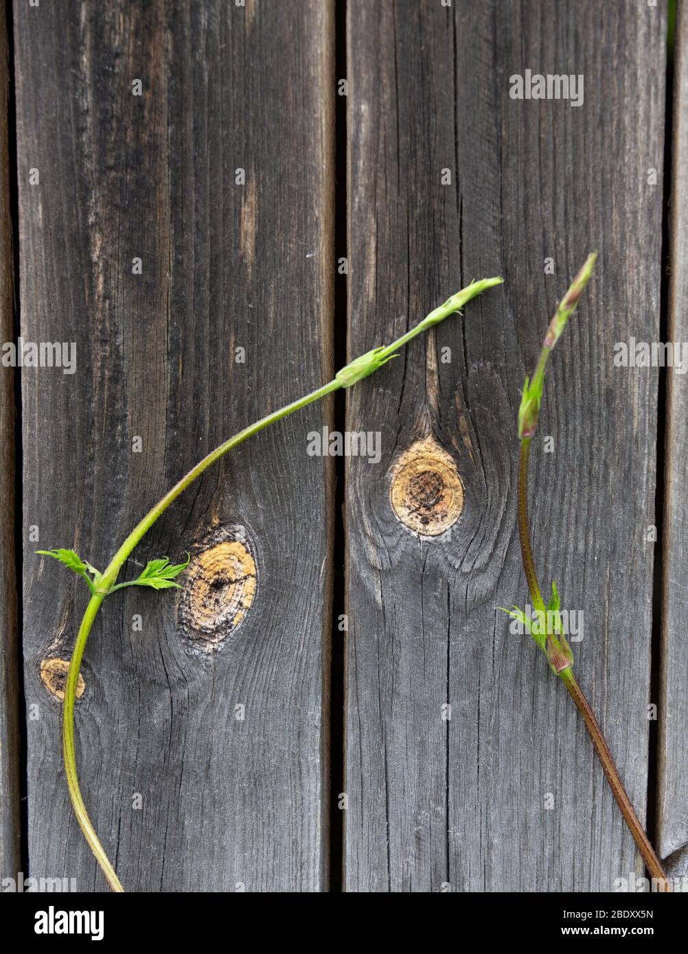 Frische neue gemeinsame Hopfen schießen klettert auf eine Wand Brett ( Humulus lupulus ) , Finnland Stockfoto