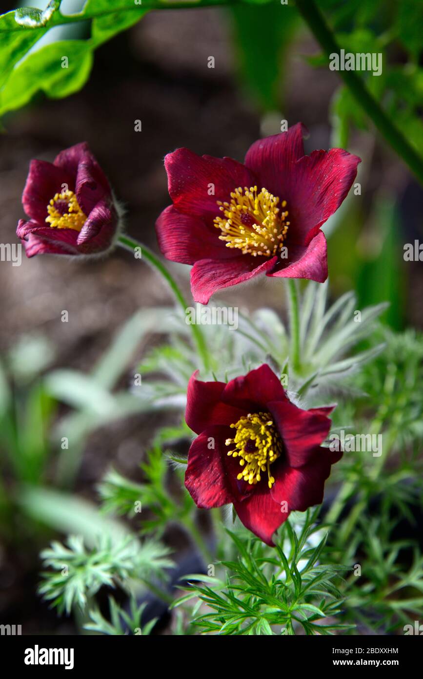 Pulsatilla vulgaris Rote Glocken, Pulsatilla Rote Glocke, pasqué Blume, Blumen, rote Blumen, Blüte, Frühling, Garten, Gärten, fedrig grünes Laub, RM Flora Stockfoto