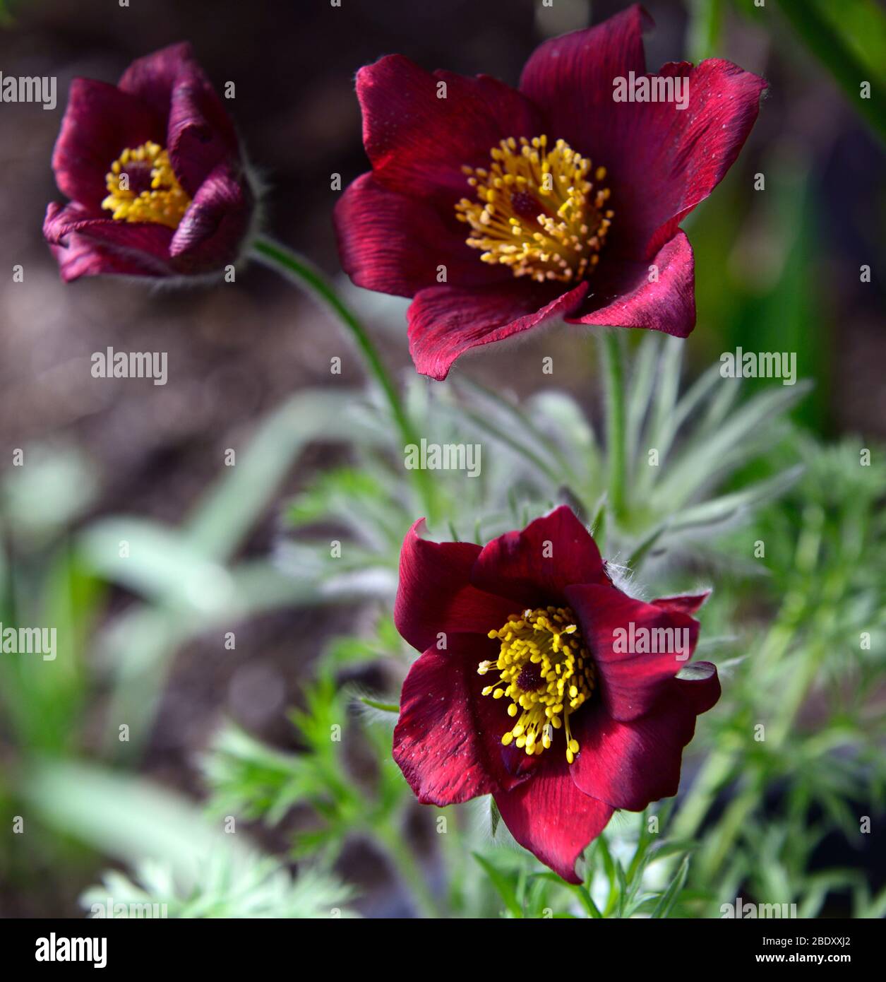 Pulsatilla vulgaris Rote Glocken, Pulsatilla Rote Glocke, pasqué Blume, Blumen, rote Blumen, Blüte, Frühling, Garten, Gärten, fedrig grünes Laub, RM Flora Stockfoto