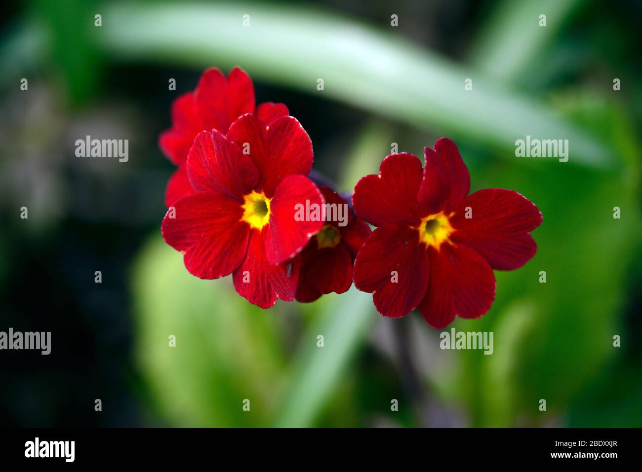 Primula Polyanthus indische rot, rot, Primel, Primeln, Barnhaven Primeln, Blume, Blüte, Frühling, RM Floral Stockfoto