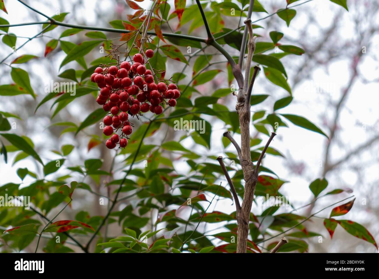 Ein wilder amerikanischer Stechpalme mit zwischen den Blättern und Zweigen hängenden Beerenbüschen. Stockfoto
