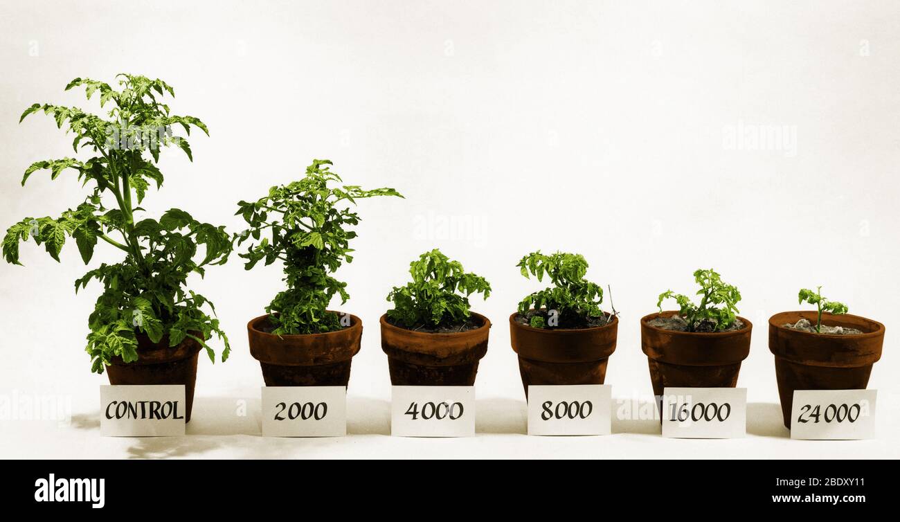 Strahlung und Tomatenpflanzen Stockfoto