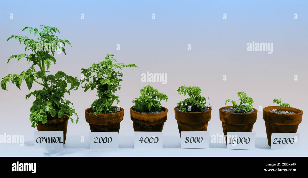 Strahlung und Tomatenpflanzen Stockfoto