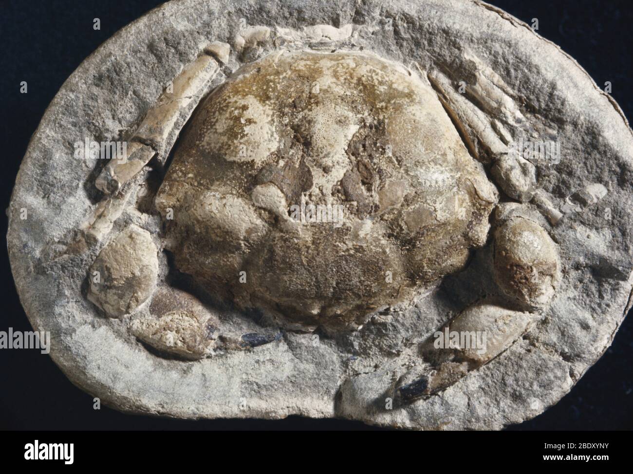 Krabbenfossil Stockfoto