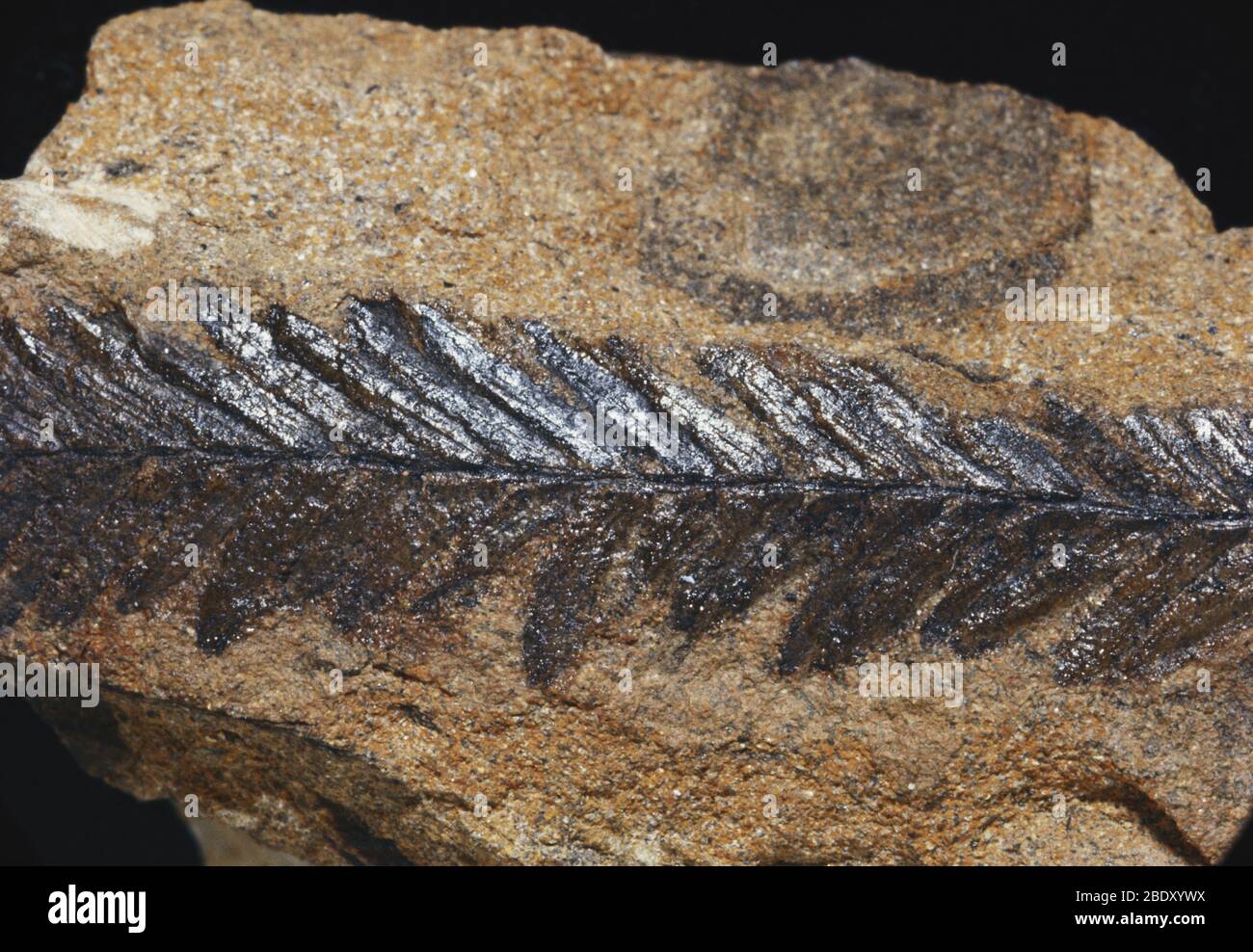 Fossil Von Sequoia Stockfoto