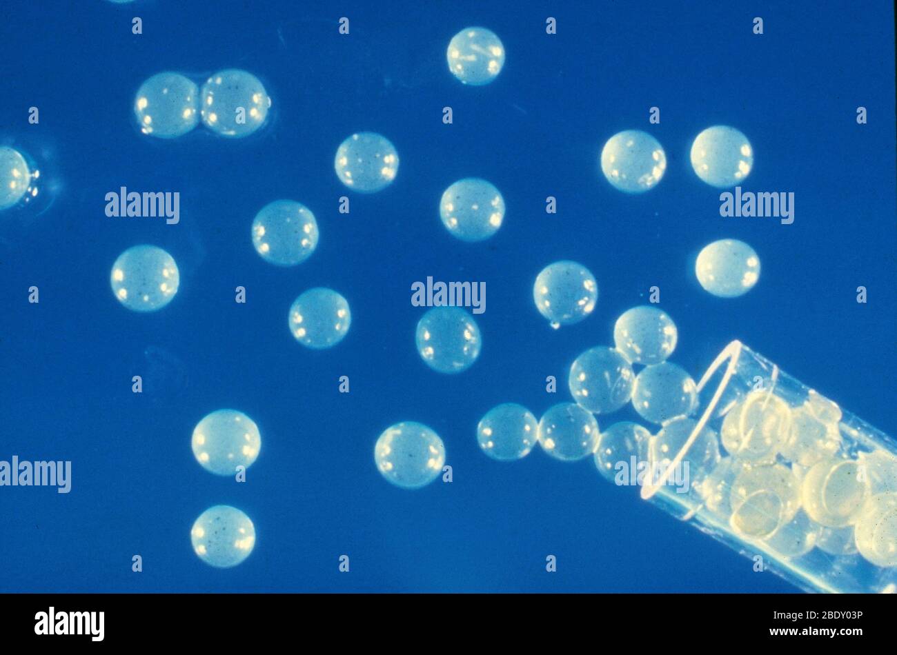 Synthetische Samenkapseln Stockfoto