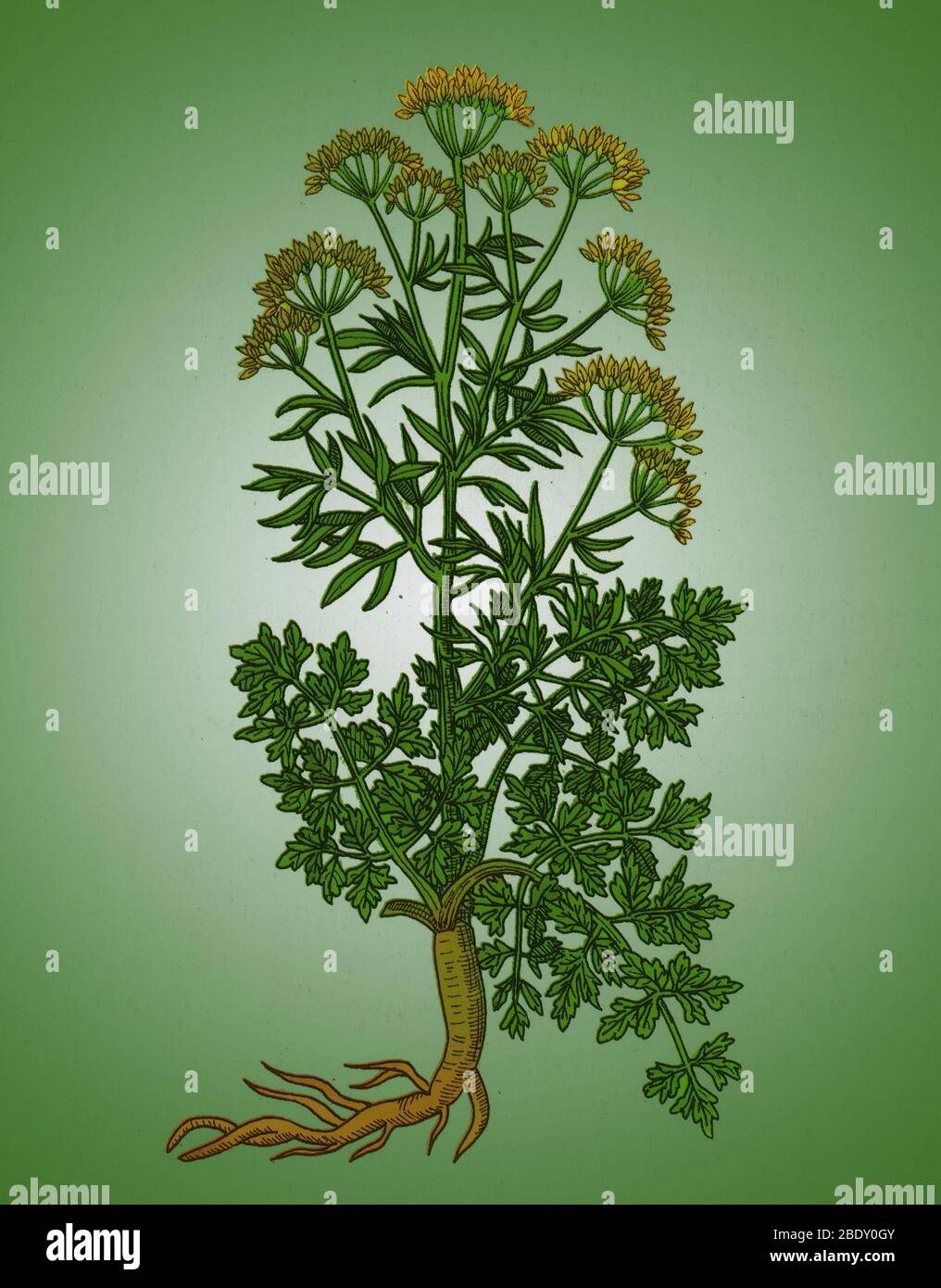 Petroselinum Crispum, Garten Petersilie Stockfoto