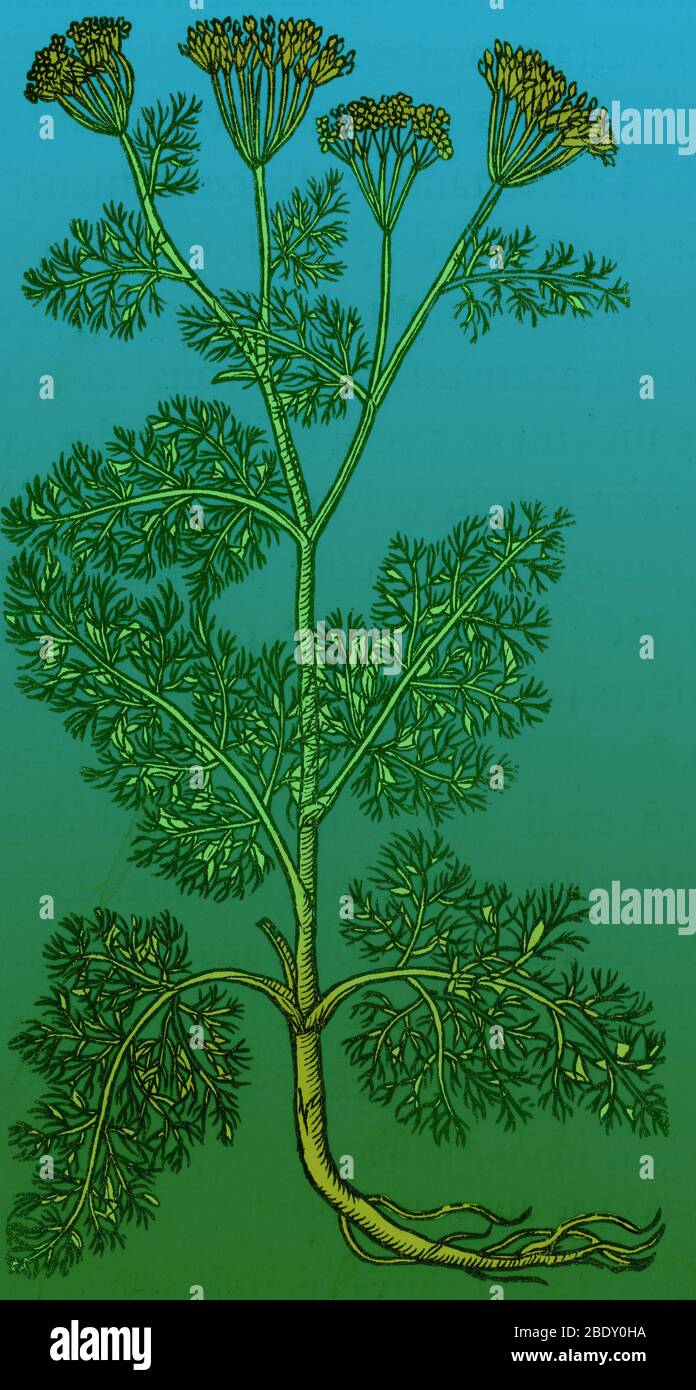 Anethum Graveolens Dill Stockfoto