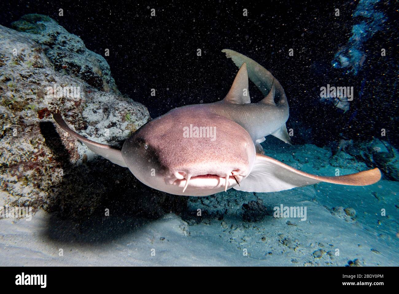 Ammenhai schließen bis auf schwarzem Hintergrund beim Tauchen auf den Malediven Stockfoto