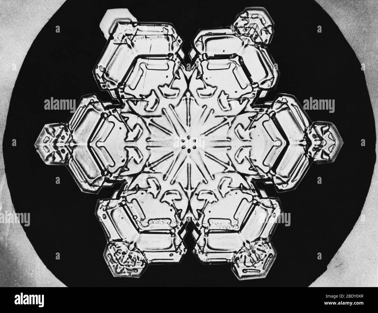 Schneeflocke Stockfoto
