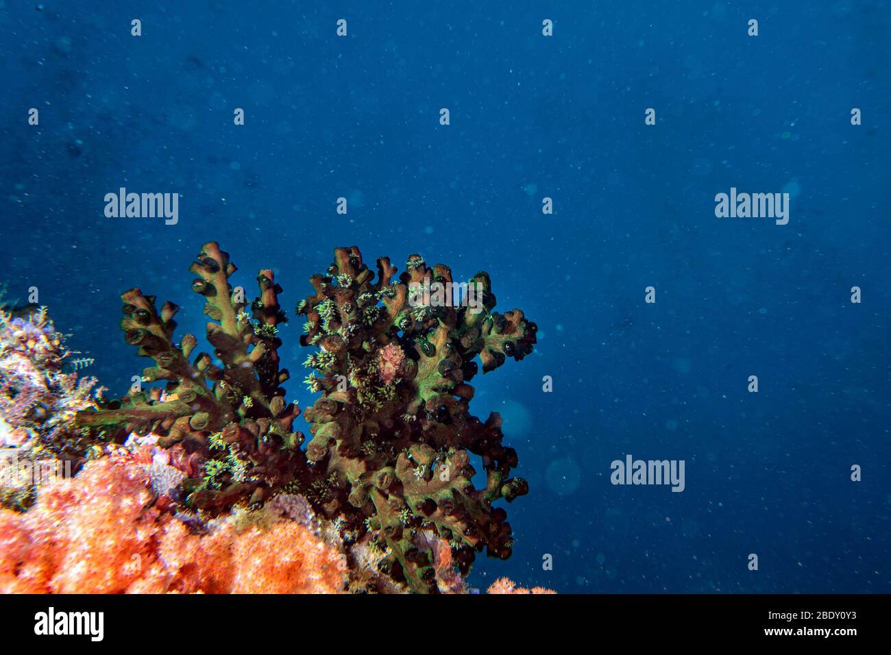 Malediven grünes Feuer Korallen Haus für Fische Unterwasserlandschaft im indischen Ozean Stockfoto