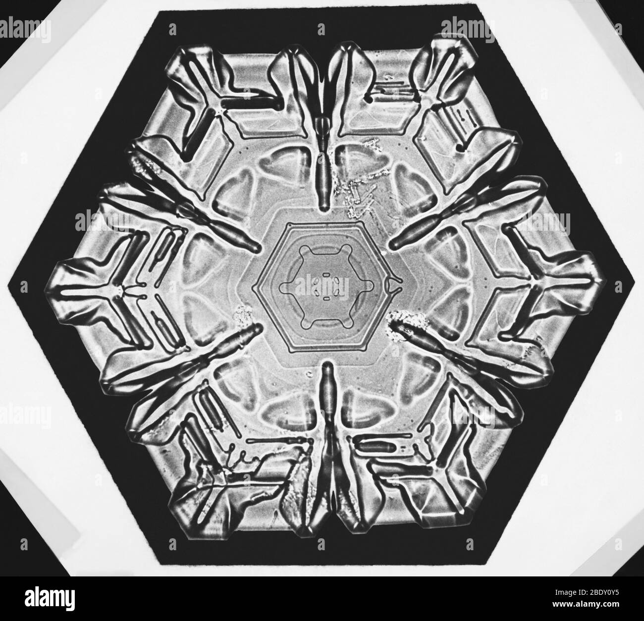 Schneeflocke Stockfoto