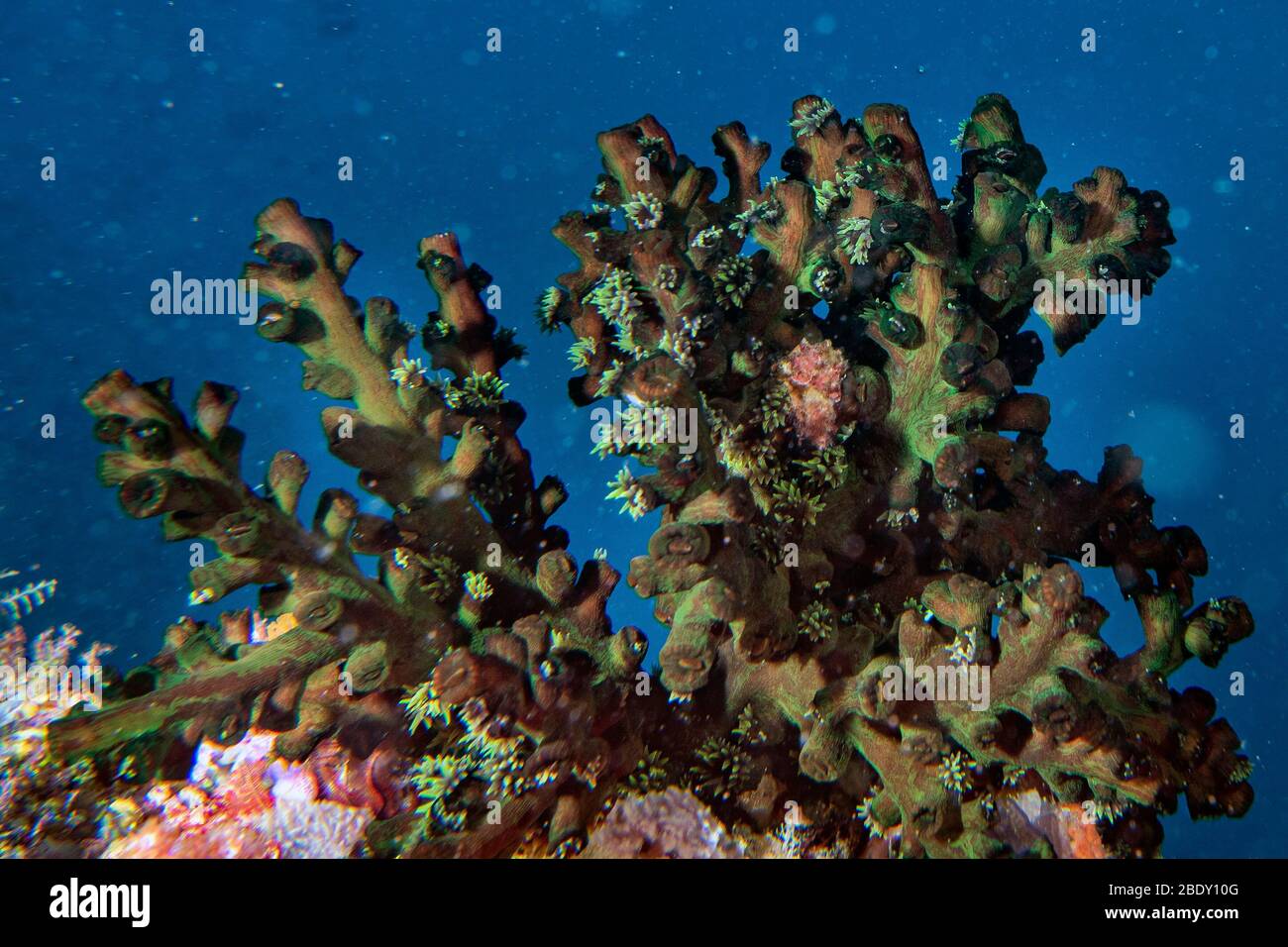 Malediven grünes Feuer Korallen Haus für Fische Unterwasserlandschaft im indischen Ozean Stockfoto