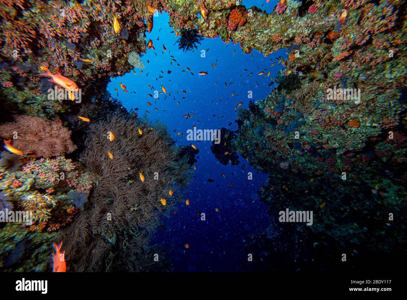 Malediven Korallen Haus für Fische Unterwasser Landschaft Stockfoto