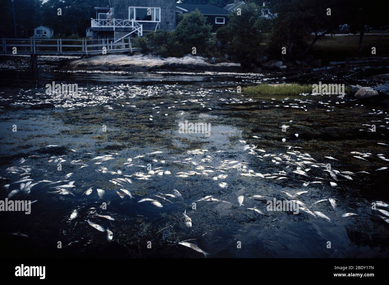 Tote Fische aufgrund von Wasserverschmutzung Stockfoto Tote Fische aufgrund von Wasserverschmutzung Stockfoto