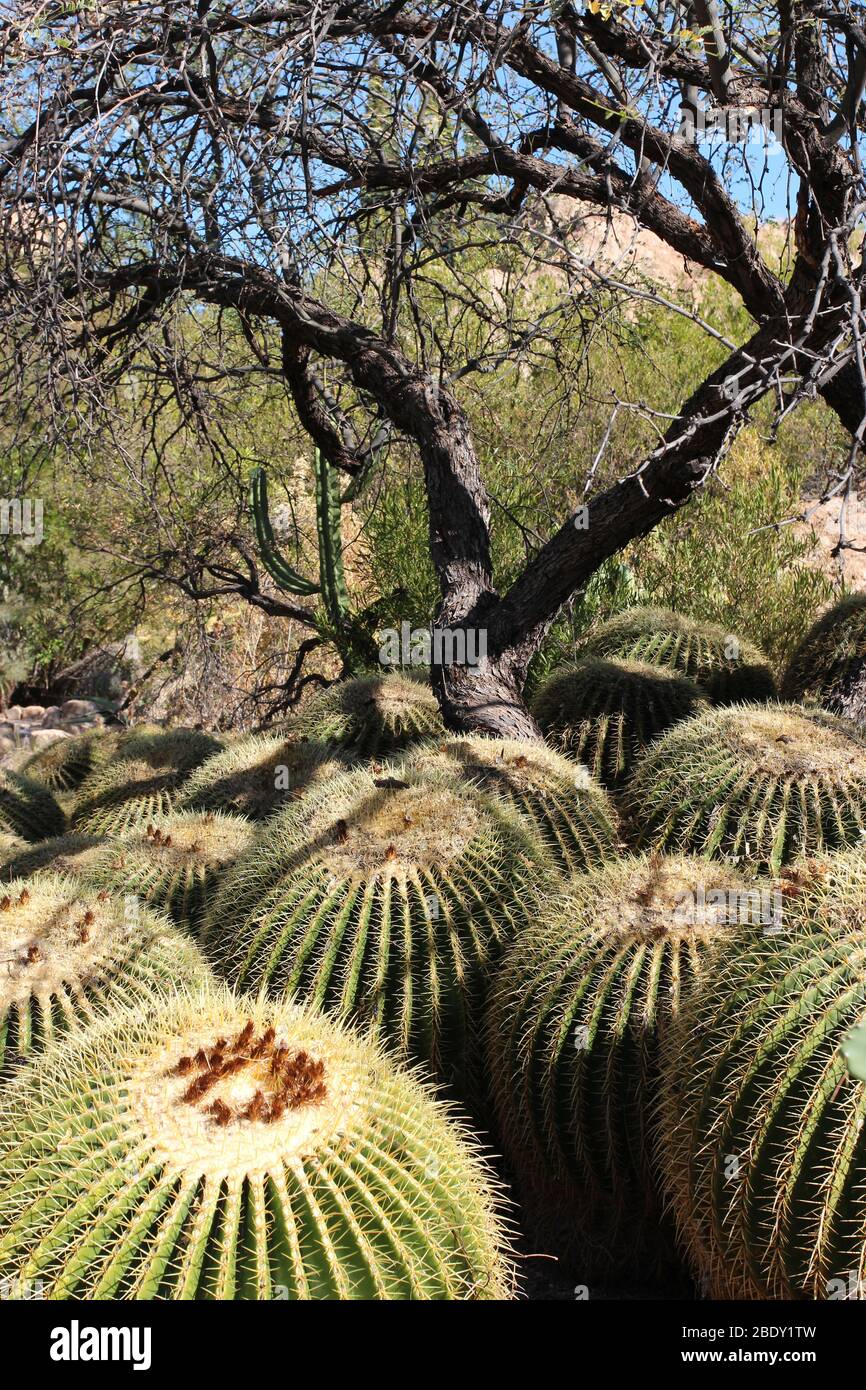 Ein Cluster von über 15 Barrel Cacti dicht gepackt vor einer Wüstenlandschaft in Superior, Arizona, USA Stockfoto