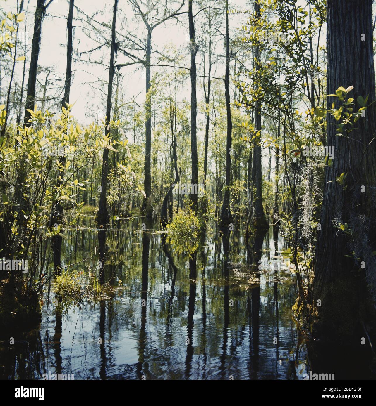 Okefenokee Swamp, Georgia Stockfoto