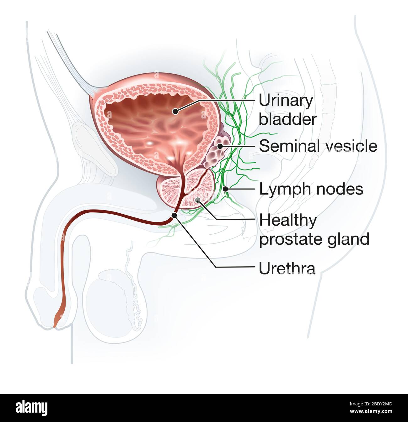 Abbildung zeigt gesunde Prostata mit Harnblase, Harnröhre und Samenbläschen Stockfoto