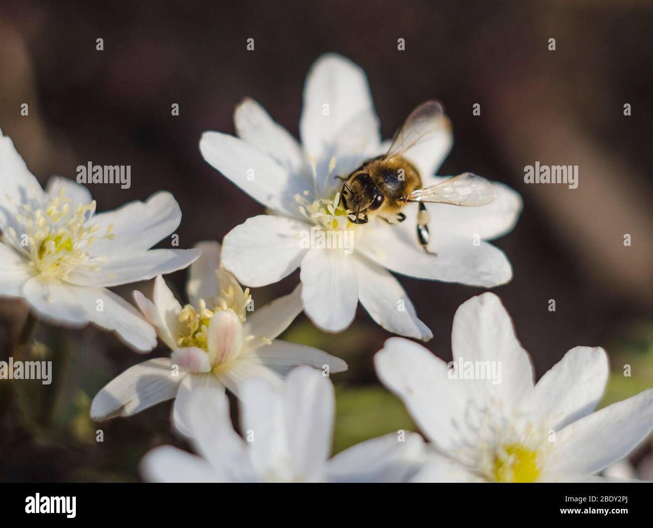 Eine Biene auf einer Schneegropfenblüte im Frühling. Die ersten Blumen, das Erwachen der Natur. Makrofoto. Stockfoto