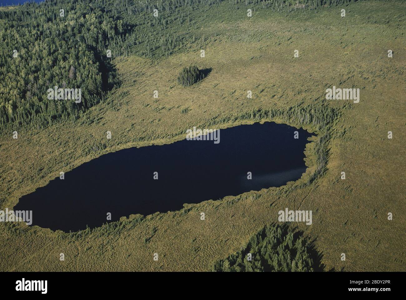 Michigan Bog Stockfoto