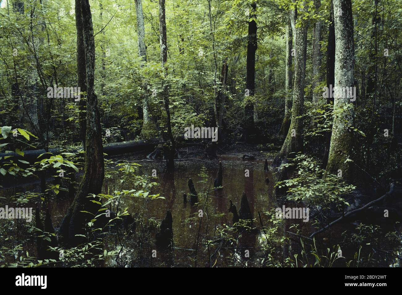 Francis Beidler Forest Stockfoto