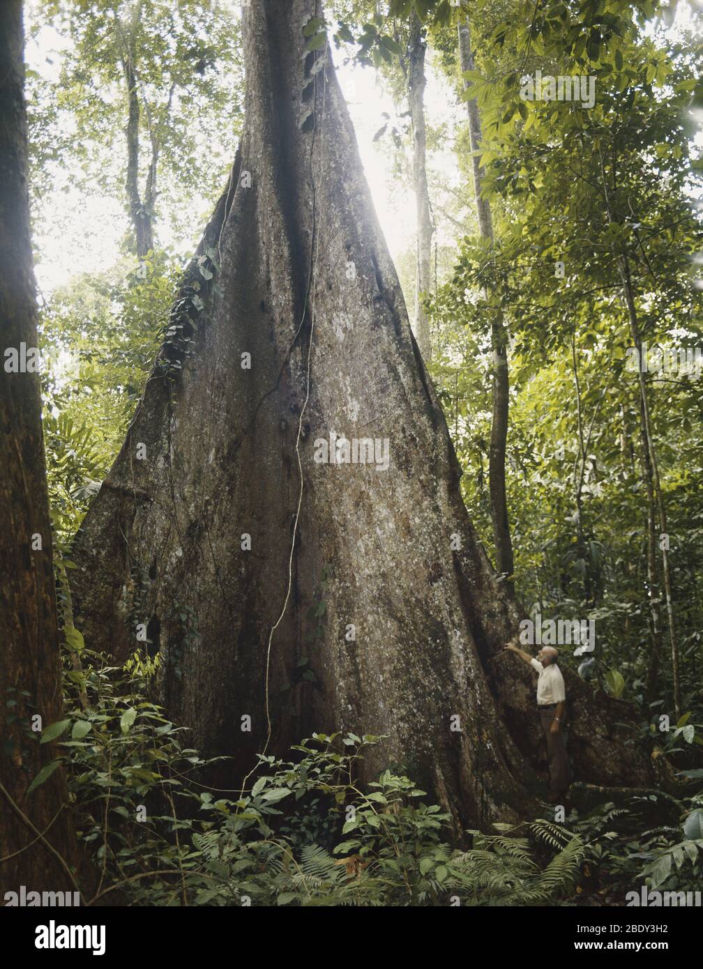 Buttressed Tree in Venezuela Stockfoto