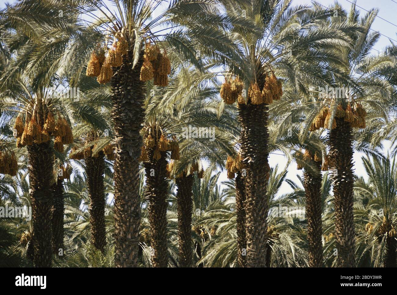 Date Palms in Kalifornien Stockfoto