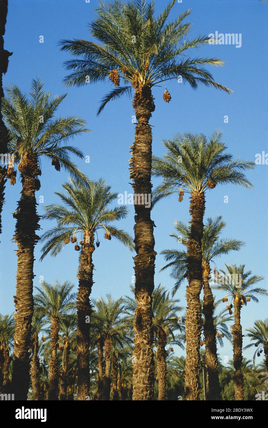 Date Palms in Kalifornien Stockfoto