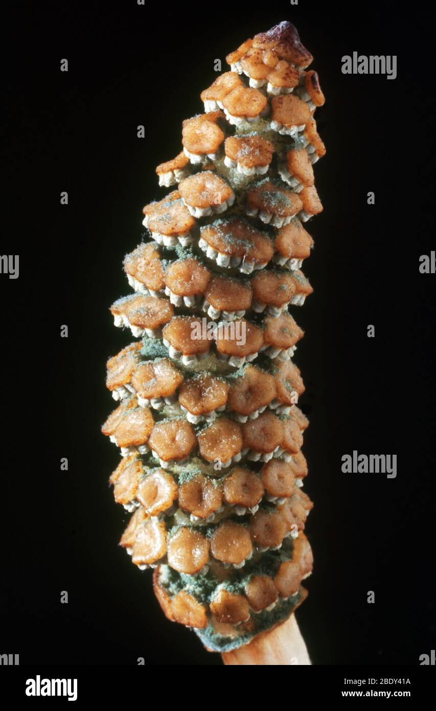 Feld-Schachtelhalm (Equisetum Arvense) Stockfoto