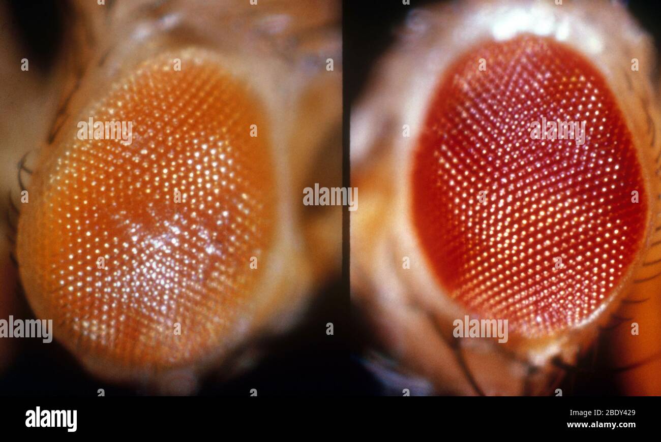 Wild & White-Eosin-Augen in Drosophila Stockfoto