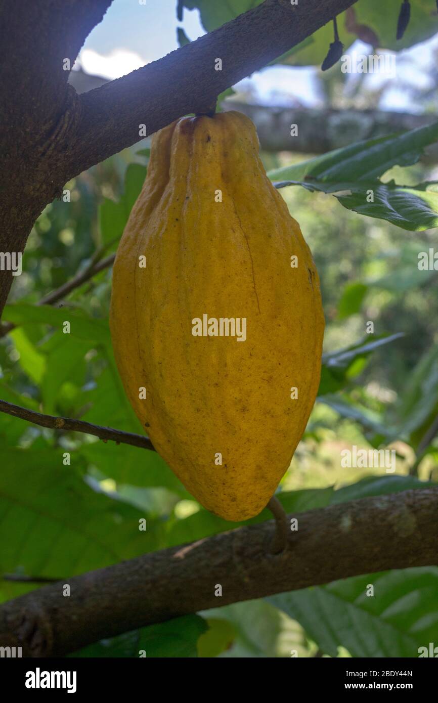 Schokolade Obst, Bio-Schokolade, Rohschokolade Stockfoto