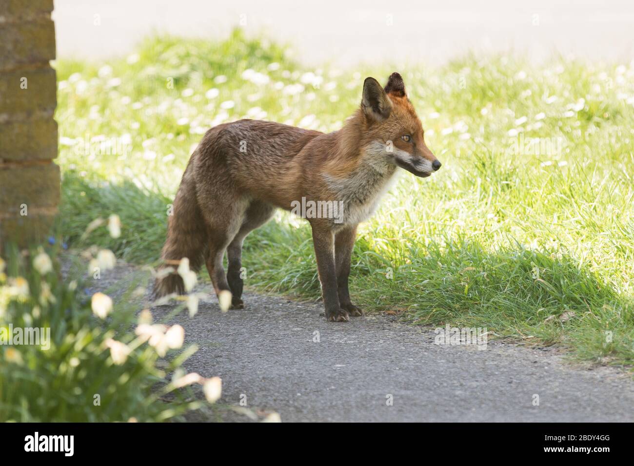 Ein Fuchs patrouilliert durch die Straßen von Brentwood, Essex, Großbritannien. Füchse sind heute in städtischen Gebieten im Vereinigten Königreich verbreitet. Stockfoto