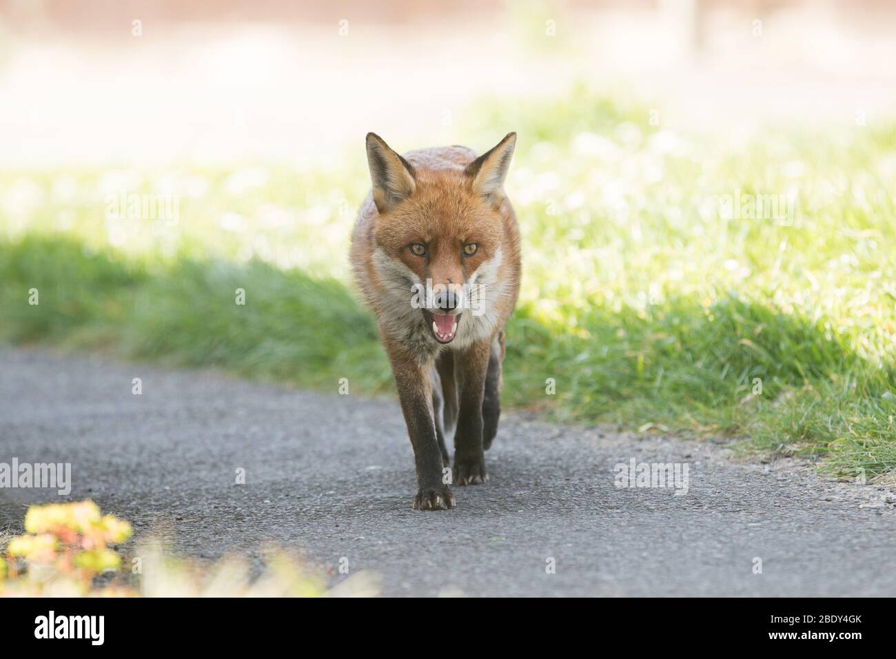 Ein Fuchs patrouilliert durch die Straßen von Brentwood, Essex, Großbritannien. Füchse sind heute in städtischen Gebieten im Vereinigten Königreich verbreitet. Stockfoto